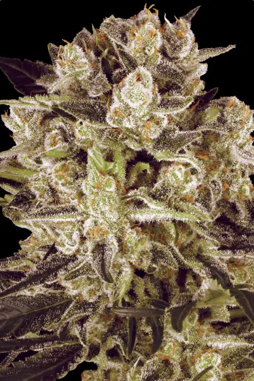 Durga Mata II CBD - Semi-flowering seeds
