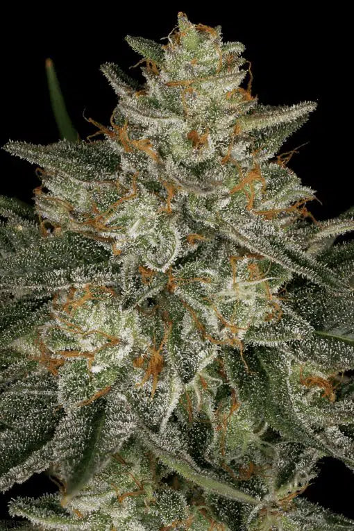Dutch Kush - Semi-Seasonal Seeds