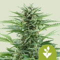 Easy Bud Automatic - Semi Autofiorenti