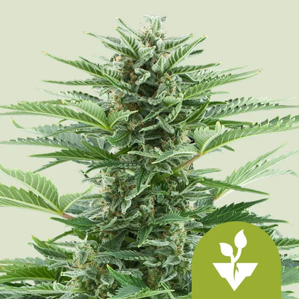 Easy Bud Automatic - Semi Autofiorenti