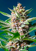 Purple Punch OG - Semi Stagionali