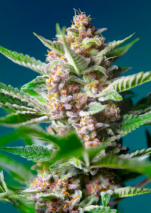 Purple Punch OG - Semi Stagionali