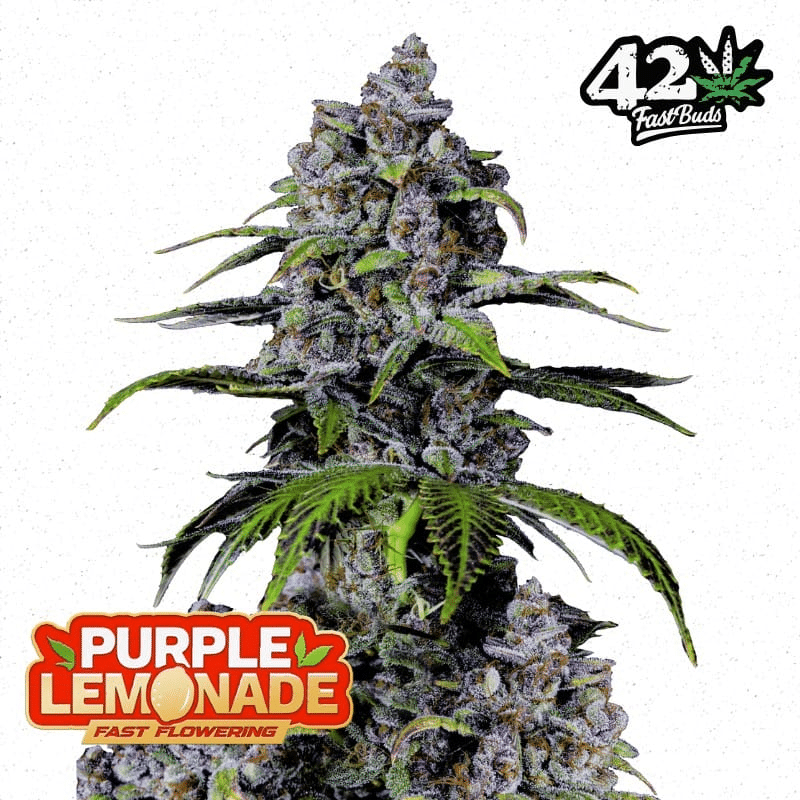 Purple Lemonade FF - Fast Flowering Seeds