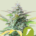 Quick One Automatic - Semi-Autoflowering