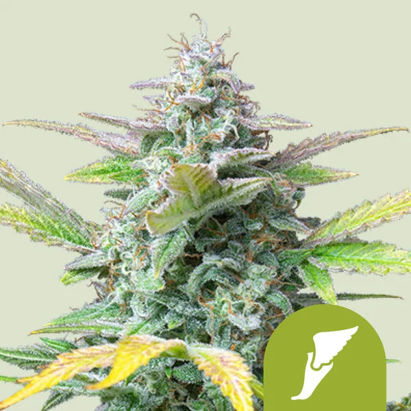 Quick One Automatic - Semi-Autoflowering
