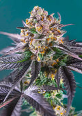 Red Strawberry Banana Auto - Semi Autofiorenti
