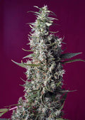 Sweet Cherry Pie - Semi Stagionali