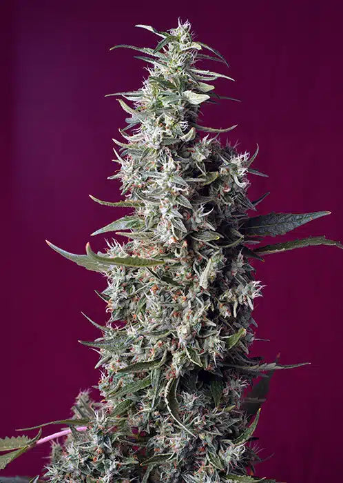 Sweet Cherry Pie - Semi Stagionali