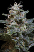 Sweet Purple - Semi Stagionali