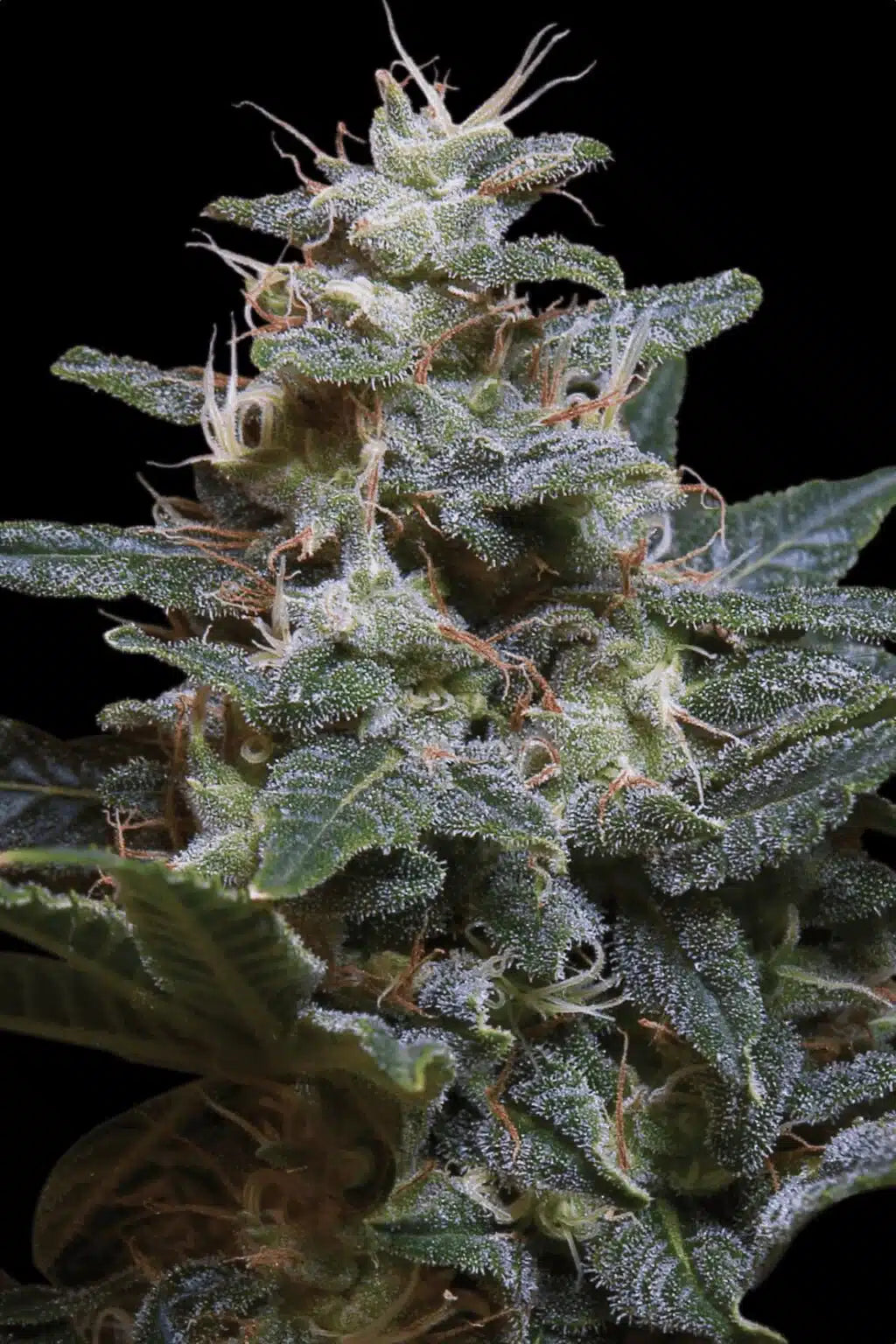 Sweet Purple - Semi Stagionali