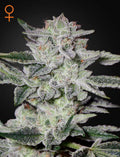 Sweet Valley Kush - Seasonal Seeds