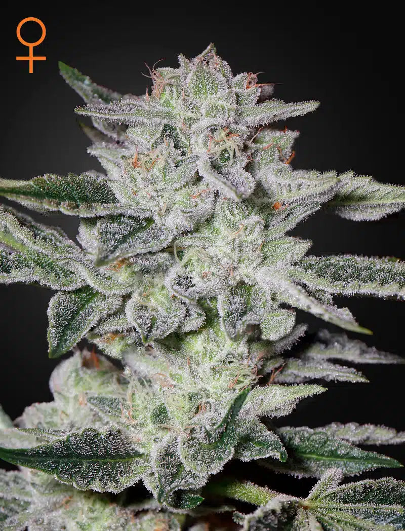 Sweet Valley Kush - Seasonal Seeds