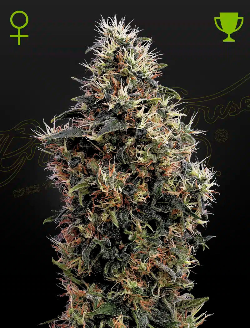 Sweet Mango Auto - Semi Autofiorenti
