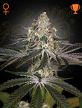 CBD Auto White Widow - Semi Autofiorenti