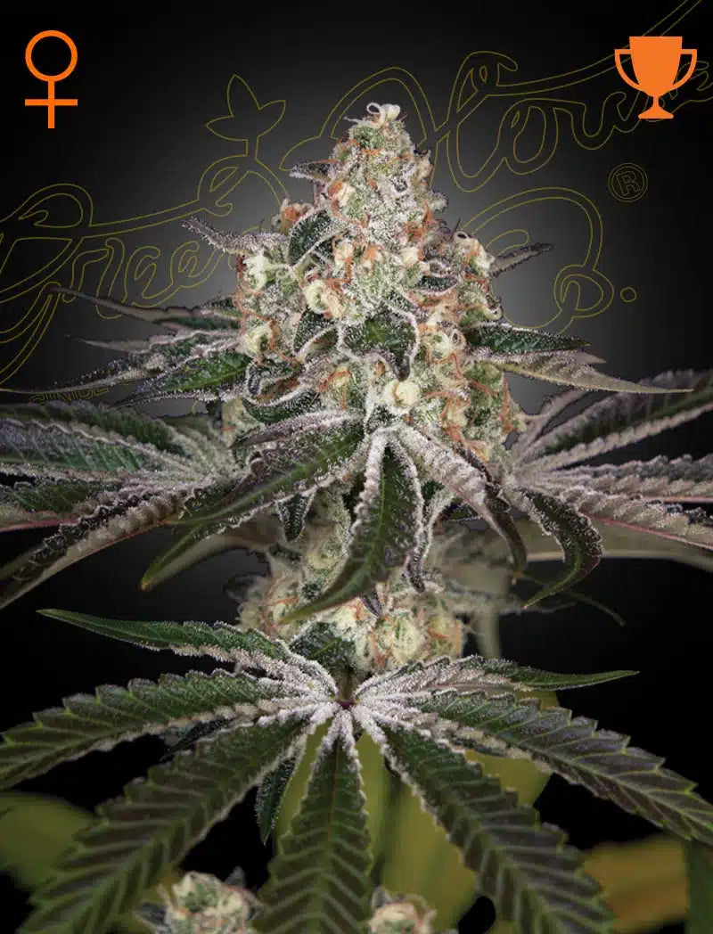 CBD Auto White Widow - Semi Autofiorenti