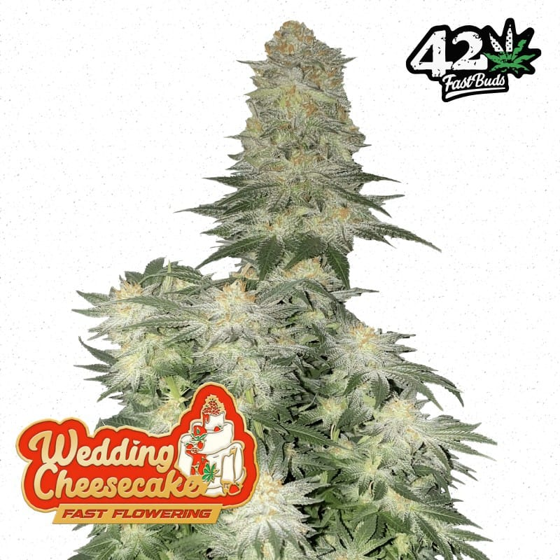 Wedding Cheesecake FF - Semi-Seasonal Seeds