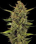 Acapulco Gold - Seasonal Seeds
