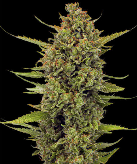 Acapulco Gold - Semi Stagionali