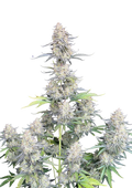 Afghan Kush Auto Original - Semi Autofiorenti