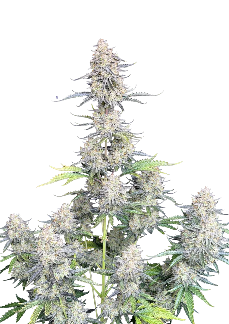 Afghan Kush Auto Original - Autoflowering Seeds