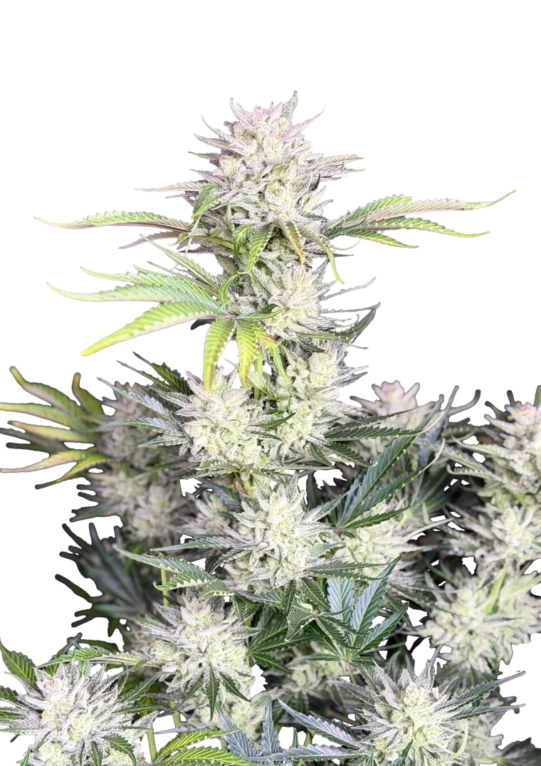 AK Auto Original - Autoflowering Seeds