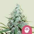 AMG - Amnesia Mac Ganja - Seasonal Seeds