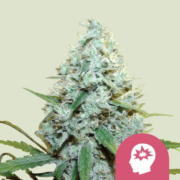 AMG - Amnesia Mac Ganja - Seasonal Seeds
