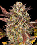 Amnesia Haze Auto - Autoflowering Seeds