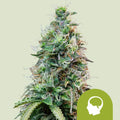 Amnesia Haze Automatic - Semi Autofiorenti