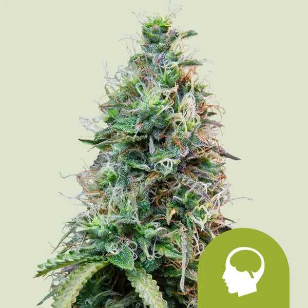 Amnesia Haze Automatic - Autoflowering Seeds