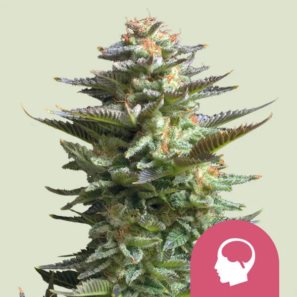 Amnesia Haze - Seasonal Seeds
