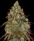 Amnesia Lemon - Seasonal Seeds