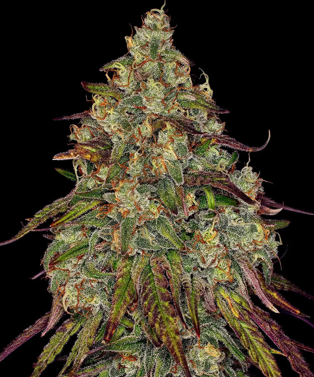 Amnesia Lemon - Seasonal Seeds