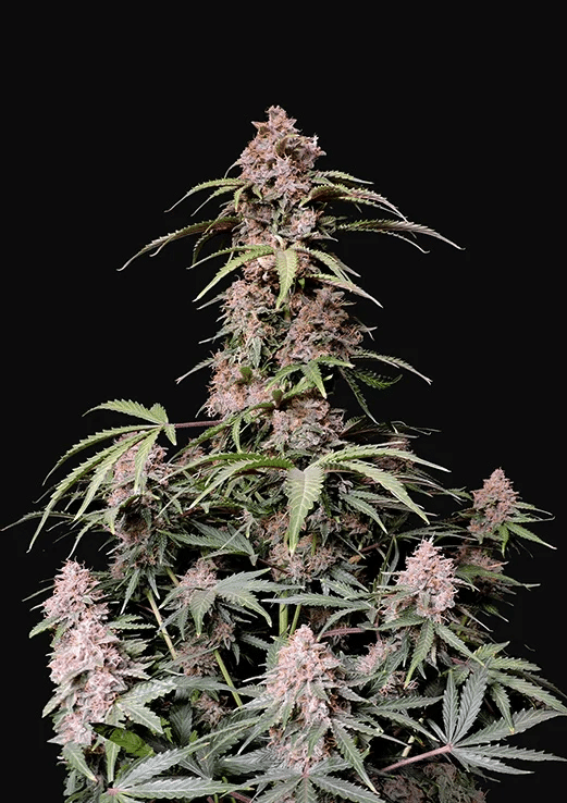 Amnesia Zkittlez Auto - Autoflowering Seeds