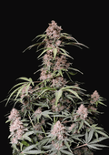 Amnesia Haze Auto Original - Semi Autofiorenti