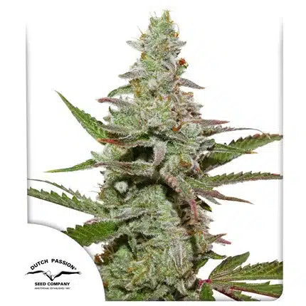 Amsterdam Amnesia - Seasonal Seeds