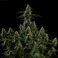 Apollo F1 - Semi-autoflowering seeds