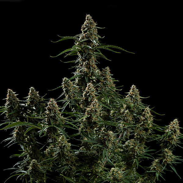 Apollo F1 - Semi-autoflowering seeds