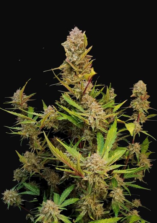 Apricot Auto - Autoflowering Seeds