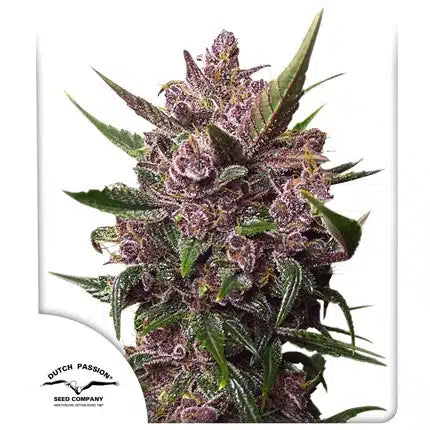 Auto Blackberry Kush - Semi Autofiorenti