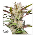 Auto Mimosa Punch - Autoflowering Seeds