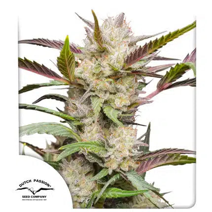 Auto Mimosa Punch - Autoflowering Seeds