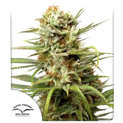 Auto White Widow - Semi Autofiorenti