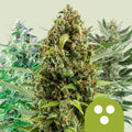 Autofiorenti Mix - Semi Autofiorenti