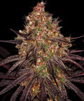 Ayahuasca Purple - Semi Stagionali