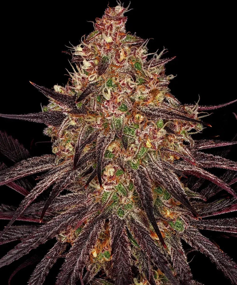 Ayahuasca Purple - Semi Stagionali