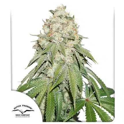 Banana Blaze - Seasonal Seeds