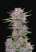 Banana Purple Punch Auto - Semi Autofiorenti