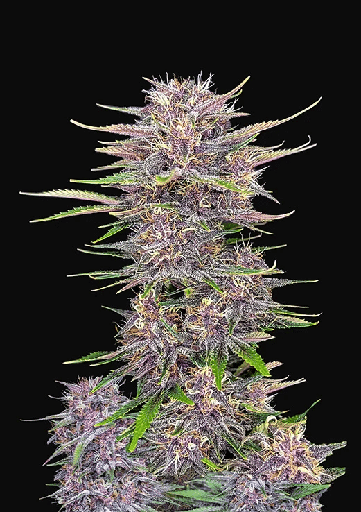 Banana Purple Punch Auto - Autoflowering Seeds