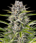 Gorilla Zkittlez Auto - Autoflowering Seeds